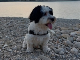 Foto bij Hond uitlaten door ex kost man zijn goedbetaalde baan.